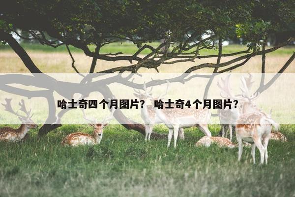 哈士奇四个月图片？ 哈士奇4个月图片？