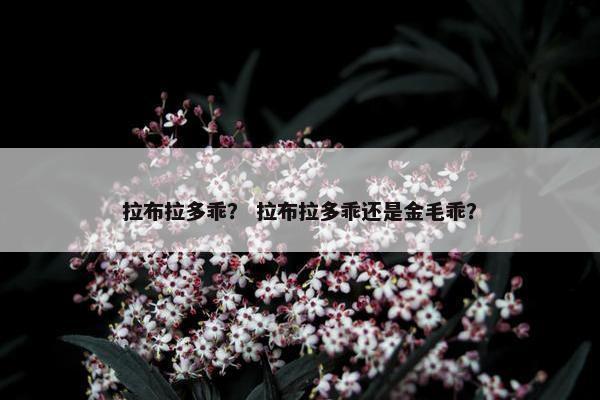拉布拉多乖？ 拉布拉多乖还是金毛乖？