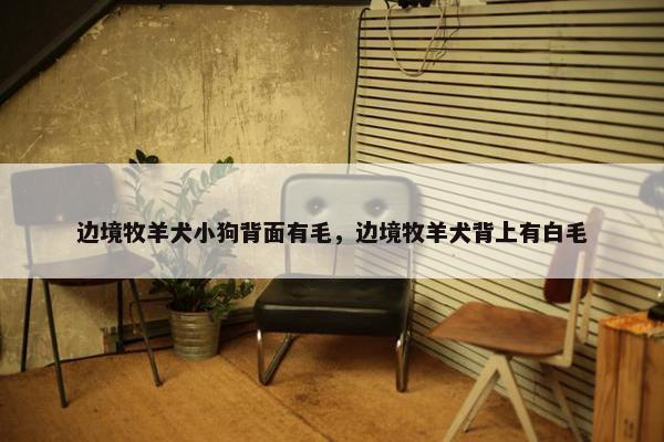 边境牧羊犬小狗背面有毛，边境牧羊犬背上有白毛