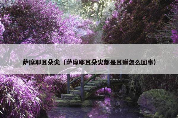 萨摩耶耳朵尖（萨摩耶耳朵尖都是耳螨怎么回事）