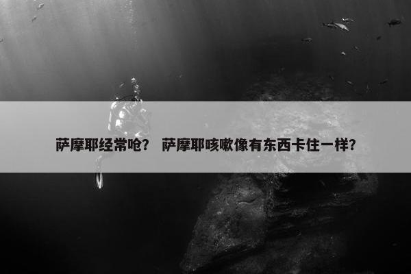 萨摩耶经常呛？ 萨摩耶咳嗽像有东西卡住一样？