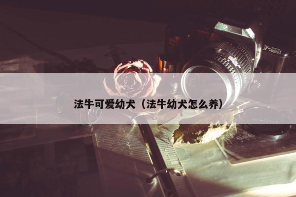 法牛可爱幼犬（法牛幼犬怎么养）