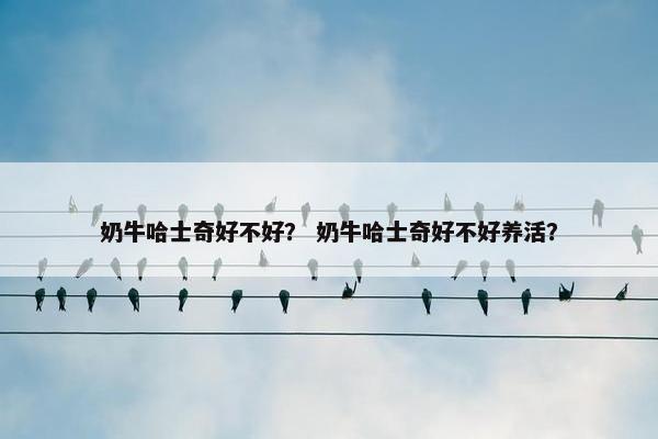 奶牛哈士奇好不好？ 奶牛哈士奇好不好养活？