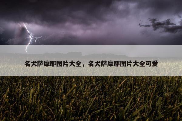 名犬萨摩耶图片大全，名犬萨摩耶图片大全可爱