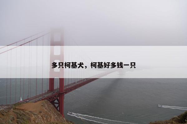 多只柯基犬，柯基好多钱一只