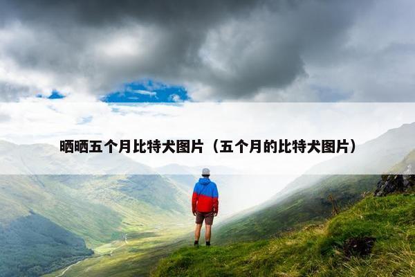 晒晒五个月比特犬图片（五个月的比特犬图片）
