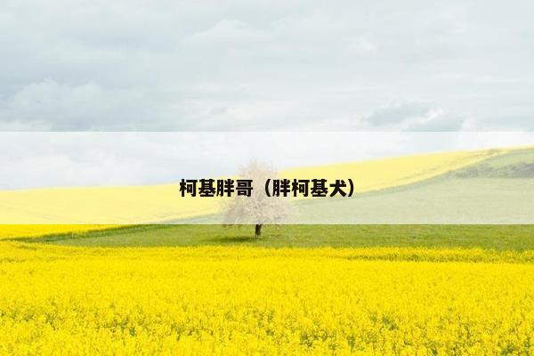 柯基胖哥（胖柯基犬）