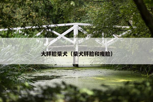 大胖脸柴犬（柴犬胖脸和瘦脸）