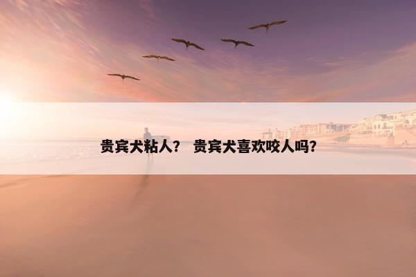 贵宾犬粘人？ 贵宾犬喜欢咬人吗？
