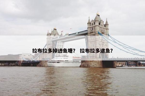 拉布拉多掉进鱼塘？ 拉布拉多逮鱼？