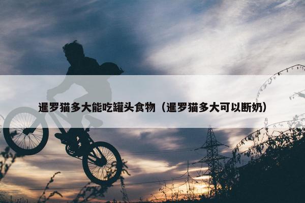 暹罗猫多大能吃罐头食物（暹罗猫多大可以断奶）