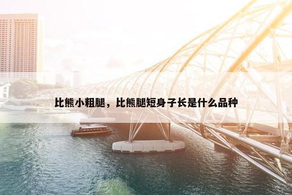 比熊小粗腿，比熊腿短身子长是什么品种