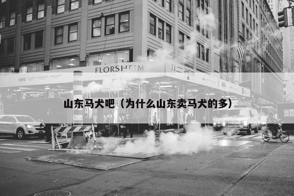 山东马犬吧（为什么山东卖马犬的多）