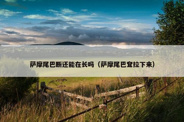 萨摩尾巴断还能在长吗（萨摩尾巴耷拉下来）