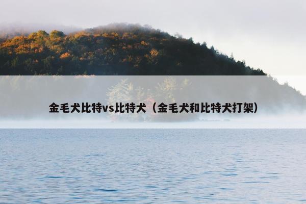 金毛犬比特vs比特犬（金毛犬和比特犬打架）