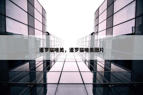 暹罗猫唯美，暹罗猫唯美图片