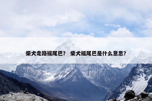 柴犬走路摇尾巴？ 柴犬摇尾巴是什么意思？