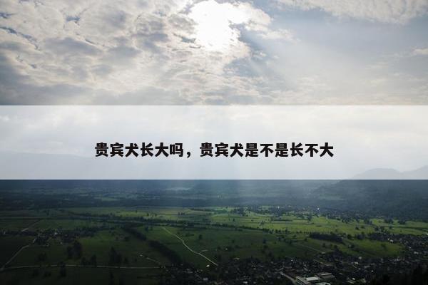 贵宾 第16页