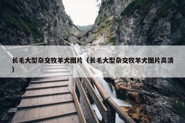 牧羊犬 第30页