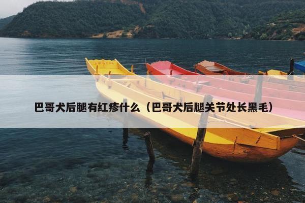 巴哥犬后腿有红疹什么（巴哥犬后腿关节处长黑毛）