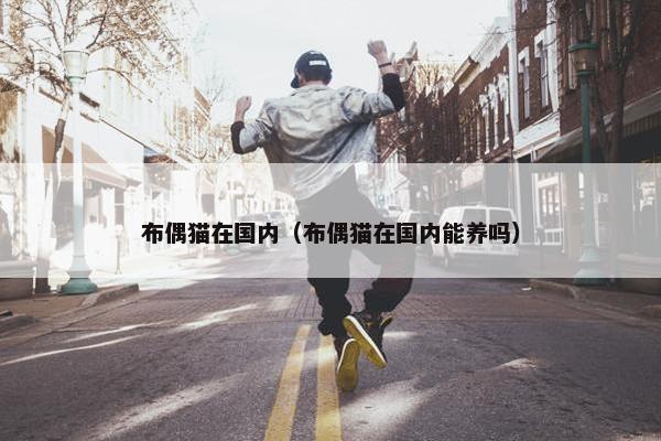 布偶猫在国内（布偶猫在国内能养吗）