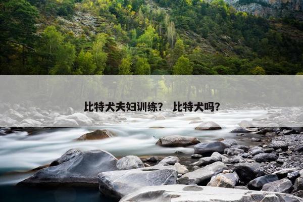 比特犬夫妇训练？ 比特犬吗？