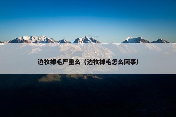 边牧掉毛严重么（边牧掉毛怎么回事）
