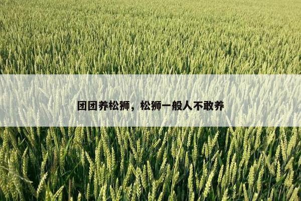 团团养松狮，松狮一般人不敢养