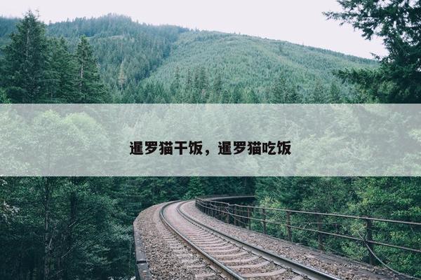 暹罗猫干饭，暹罗猫吃饭
