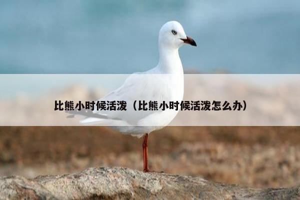 比熊小时候活泼（比熊小时候活泼怎么办）