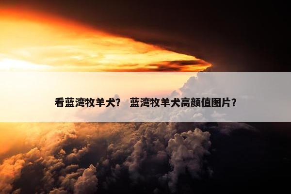 看蓝湾牧羊犬？ 蓝湾牧羊犬高颜值图片？