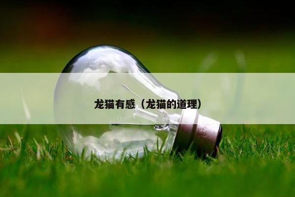 龙猫有感（龙猫的道理）