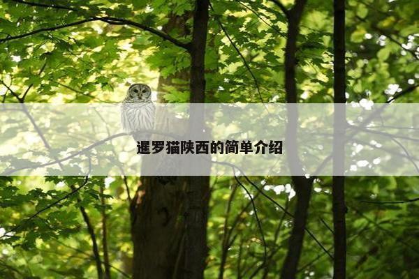 豹猫