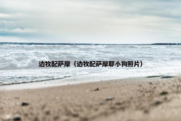 边牧配萨摩（边牧配萨摩耶小狗照片）