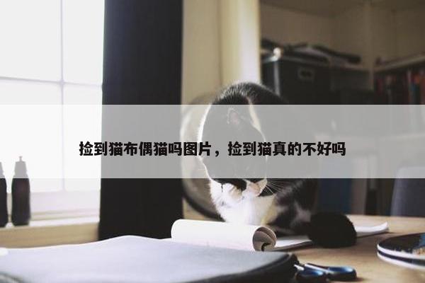 捡到猫布偶猫吗图片，捡到猫真的不好吗