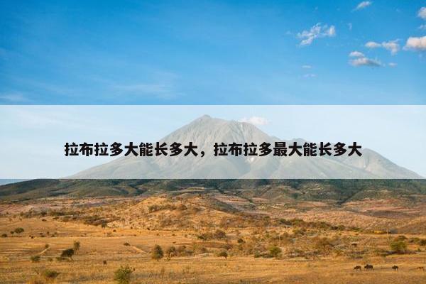 拉布拉多大能长多大，拉布拉多最大能长多大