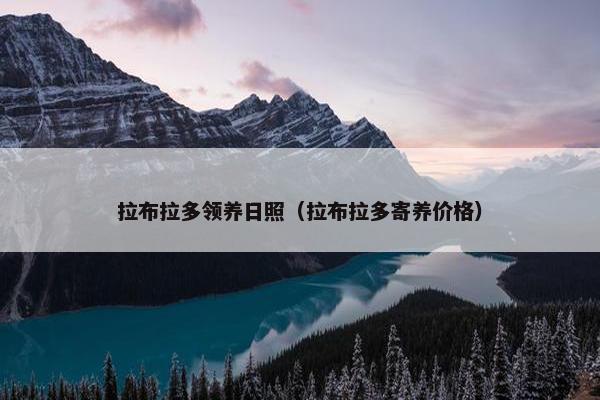 拉布拉多领养日照（拉布拉多寄养价格）
