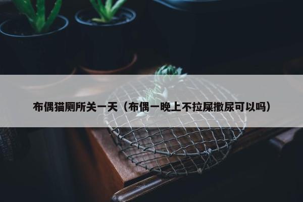 布偶猫厕所关一天（布偶一晚上不拉屎撒尿可以吗）