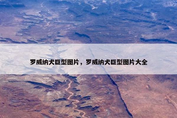 罗威纳犬巨型图片，罗威纳犬巨型图片大全