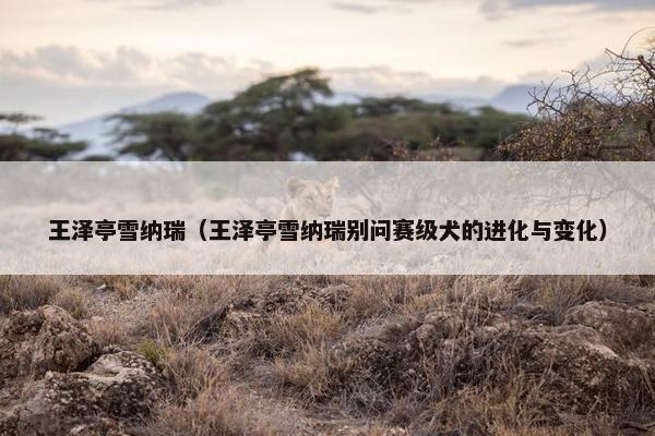 王泽亭雪纳瑞（王泽亭雪纳瑞别问赛级犬的进化与变化）