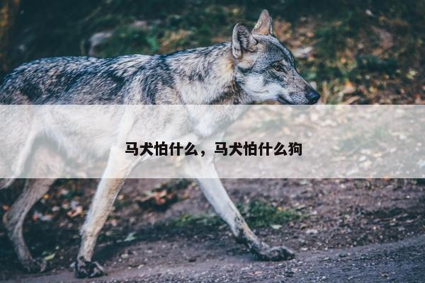 马犬怕什么，马犬怕什么狗
