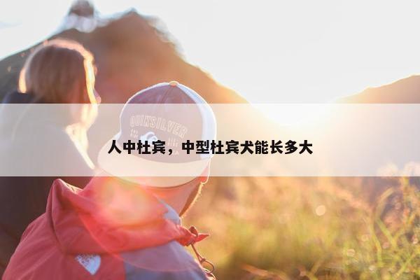 人中杜宾，中型杜宾犬能长多大