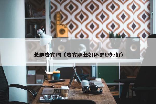 长腿贵宾狗（贵宾腿长好还是腿短好）