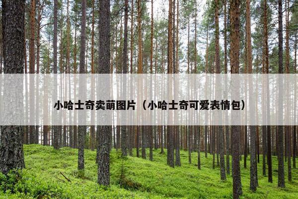 小哈士奇卖萌图片（小哈士奇可爱表情包）