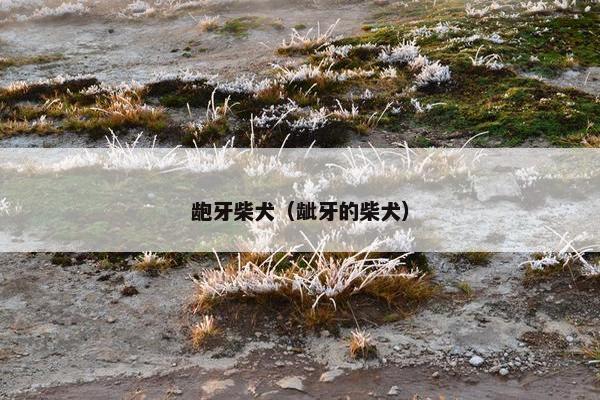 龅牙柴犬（龇牙的柴犬）