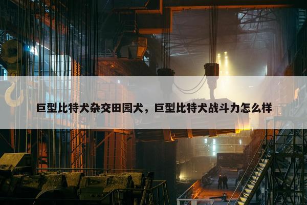 巨型比特犬杂交田园犬，巨型比特犬战斗力怎么样