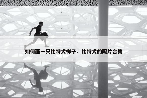 如何画一只比特犬样子，比特犬的照片合集