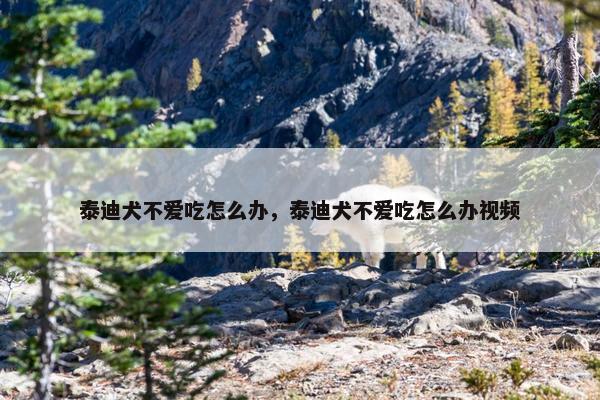 泰迪犬不爱吃怎么办，泰迪犬不爱吃怎么办视频