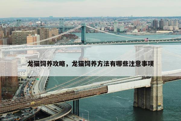 龙猫饲养攻略，龙猫饲养方法有哪些注意事项