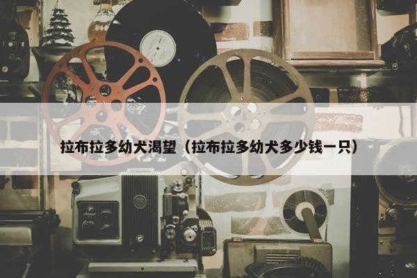 拉布拉多幼犬渴望（拉布拉多幼犬多少钱一只）